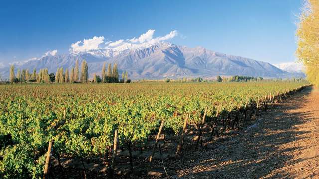 Viñedos de la bodega al pie de la Cordillera de los Andes
